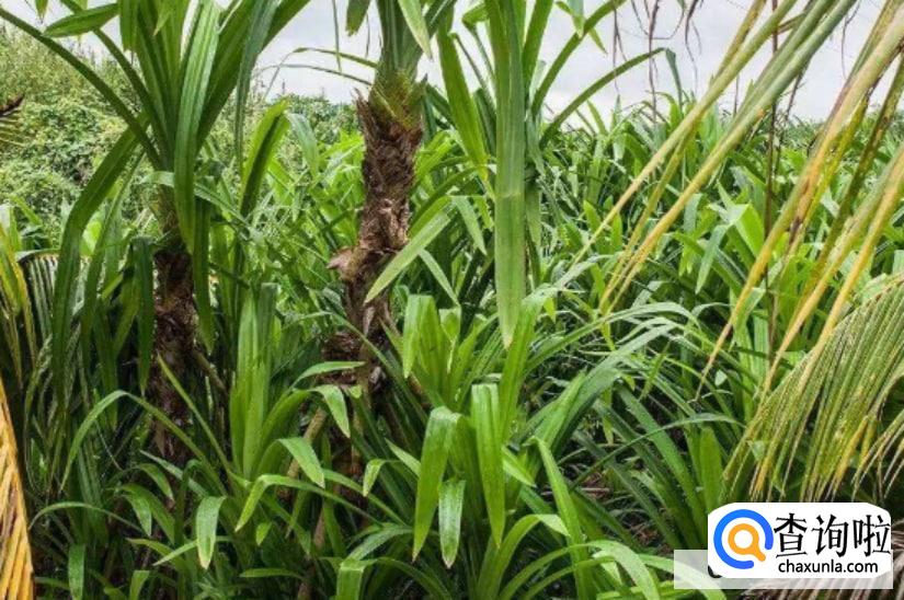 斑斓叶种植方法