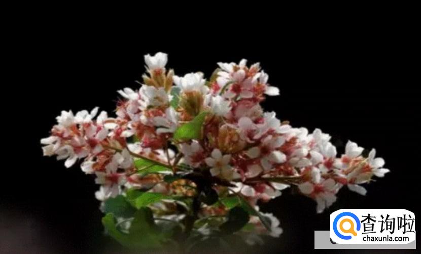 石斑木的养殖方法和注意事项