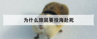 为什么旅鼠要投海赴死