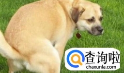 狗狗老爱放屁是怎么回事？