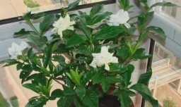 养护栀子花的方式