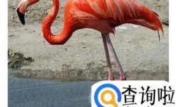 火烈鸟为什么喜欢单脚独立