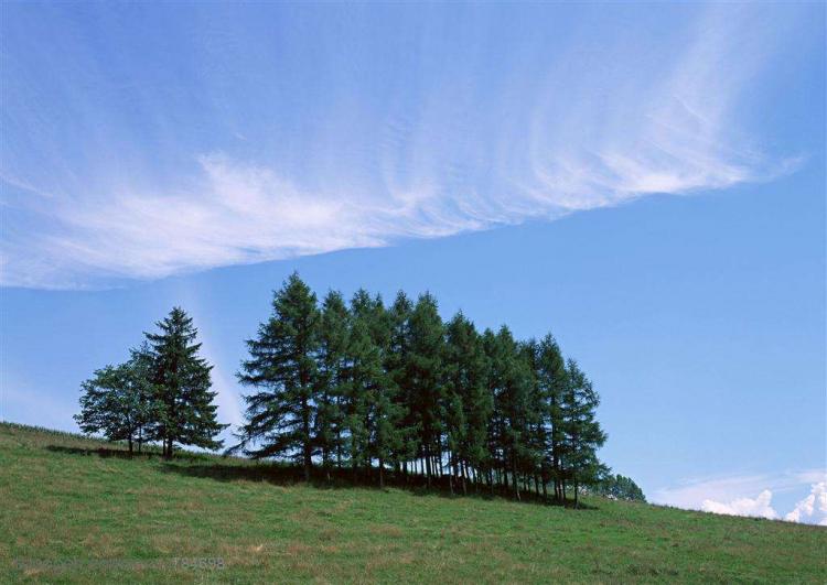 树木为什么到一定高度就不长了