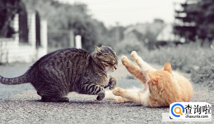 如何处理猫咪打架