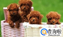 怎么挑选泰迪的颜色？