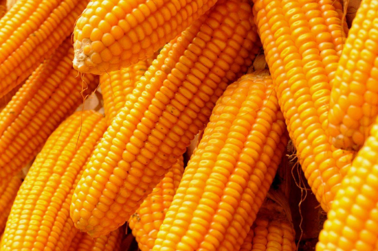 玉米是主食吗
