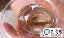 吃什么食物好养活小虾