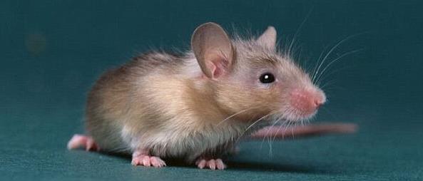 为什么老鼠喜欢啃咬硬物