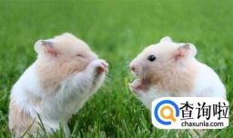 哪种仓鼠最可爱最好养