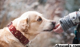 什么狗性格比较温顺