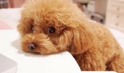 泰迪呕吐怎么办？泰迪老是呕吐怎么回事？