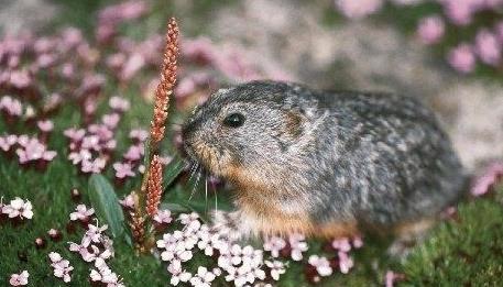 为什么旅鼠要投海赴死