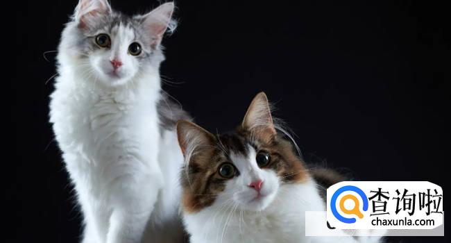 猫为什么会怕黄瓜 知道原因后真的让人心疼