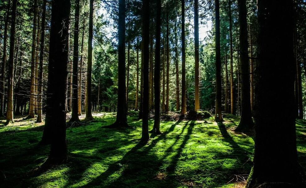 树木为什么到一定高度就不长了