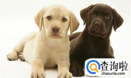 怎样解决狗狗身上有跳蚤的问题