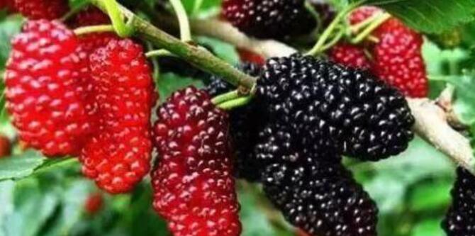 桑葚子的功效与作用