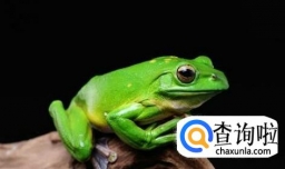宠物青蛙的饲养经验