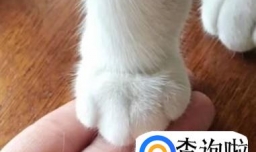 让猫咪更喜欢你的四个小技巧