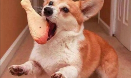 怎么和狗狗培养感情