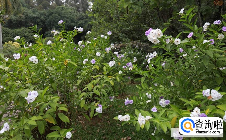 双色茉莉花怎么养