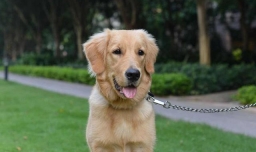 怎么训练狗狗大小便