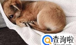 宠物狗狗随地大小便怎么办？