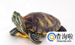 比较好养的龟有哪些？哪种龟最好养？怎么饲养？