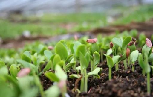 丝瓜种子怎么种才发芽快