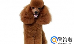 贵宾犬不能喝牛奶怎么办，贵宾犬喝牛奶要注意什么