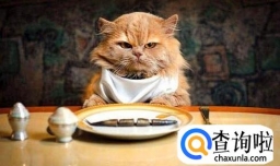 怎样给小猫喂猫粮？一点经验