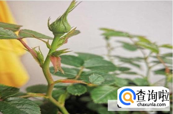 月季不开花只长叶子的原因处理方法