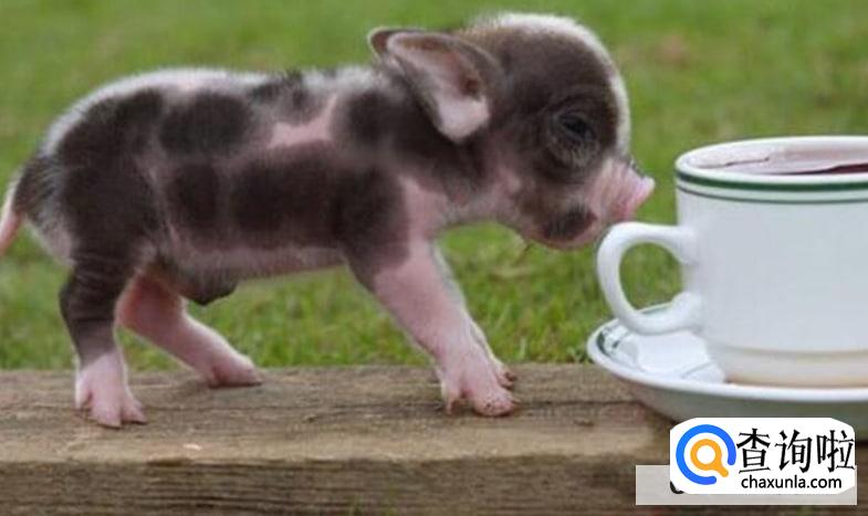 哪些宠物比较罕见又酷