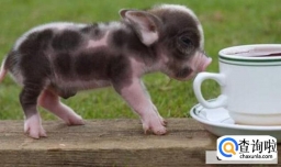 哪些宠物比较罕见又酷