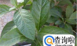 南非叶的种植方法