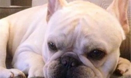 法斗犬挑食怎么办