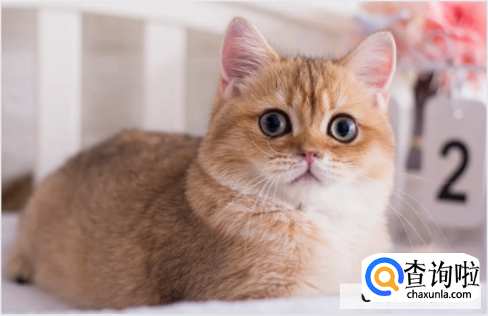 猫咪真的会生气吗