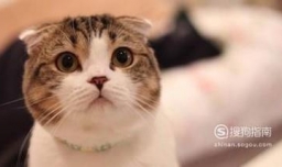 猫咪打喷嚏能自己好吗，猫咪老是打喷嚏怎么办