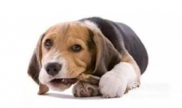 狗狗误食异物的处理方法