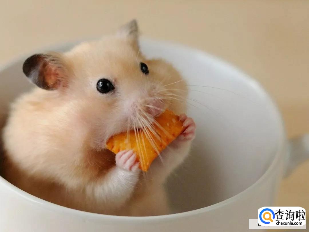 仓鼠嘴里藏食物怎么办