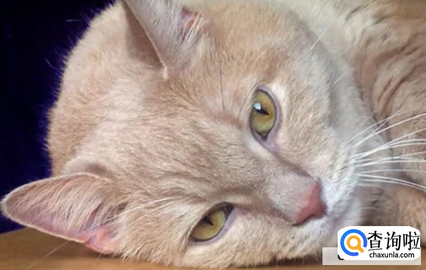 猫的情绪该如何识别