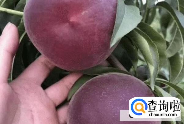 黑桃皇后这种水果好种植吗