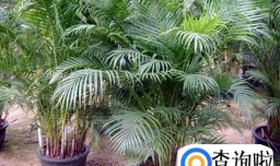 散尾葵的养殖方法和注意事项