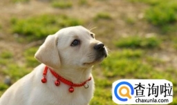 可爱狗狗种类的介绍