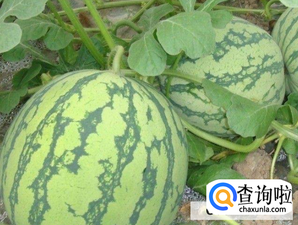 西瓜该怎样挑选