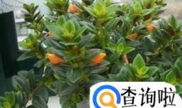 金鱼吊兰怎么养