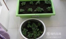 家庭阳台如何种草莓？