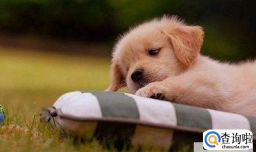 狗狗喝牛奶腹泻的原因