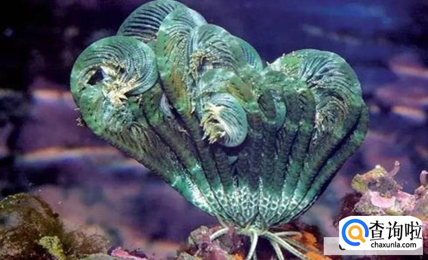 羽毛星怎么养比较好