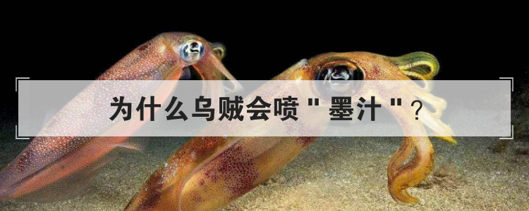 为什么乌贼会喷墨汁