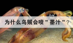 为什么乌贼会喷墨汁